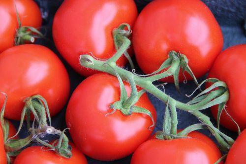 bush tomatoes trusses tomatoes