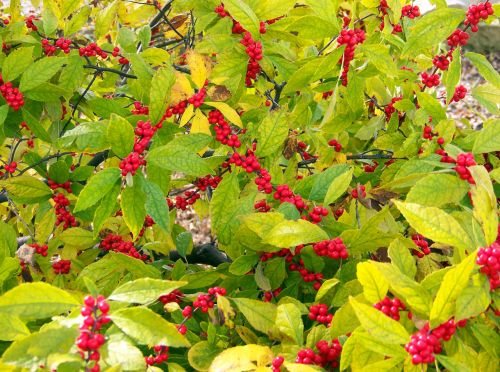 Bush With Red Berries