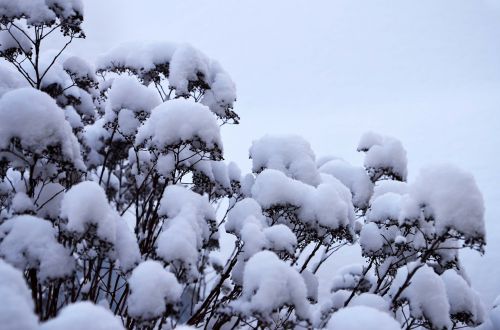 bushes winter snow