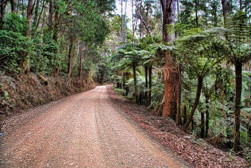 bushland road dirt road