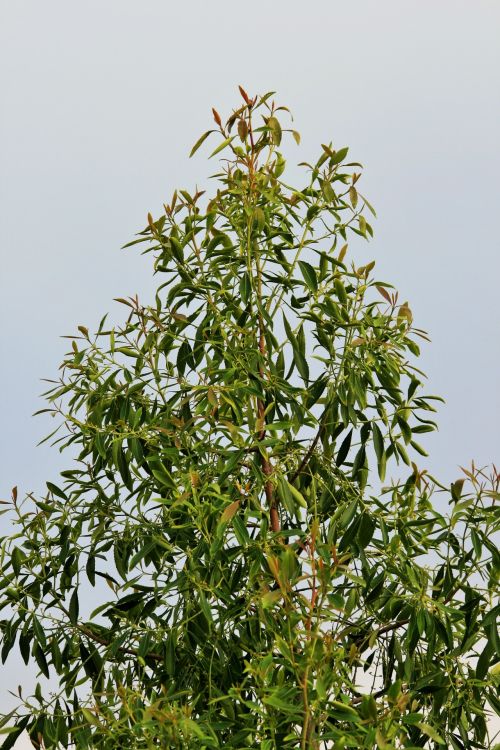 Bushman&#039;s Tea Tree