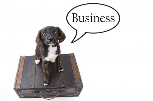 Business Background With Dog
