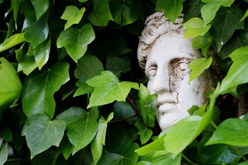 bust ivy tuscany