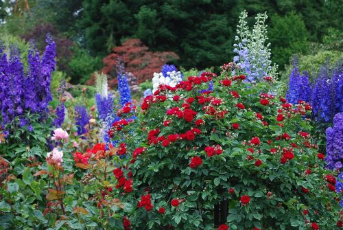 butchart garden flower