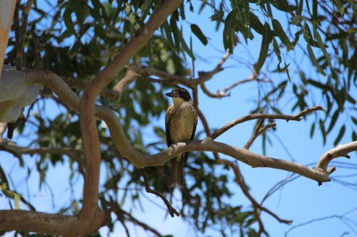 butcher bird female