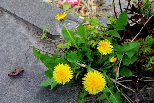 Buttercup Yellow