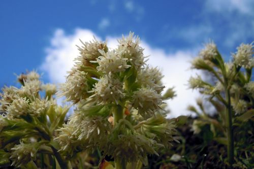 butterbur flower flowers