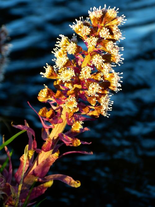 butterbur nature plant