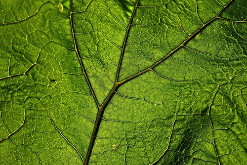 butterbur  leaf  plant