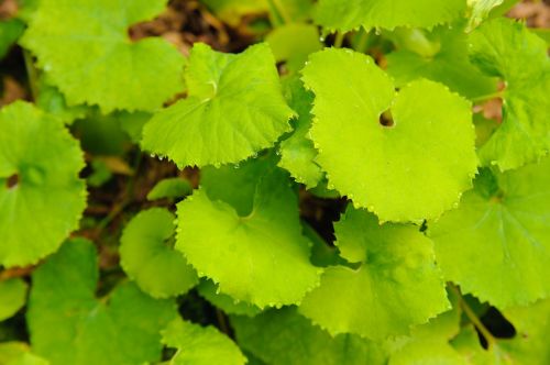 butterbur leaf plant