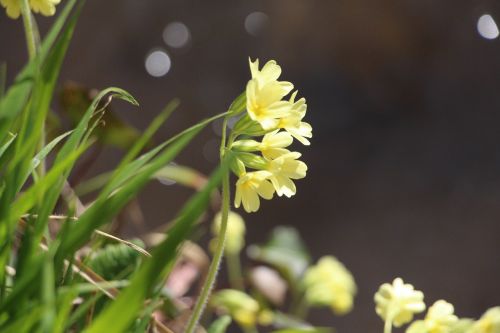 buttercup flower yellow