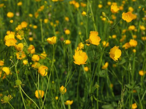 buttercup pointed flower flowers