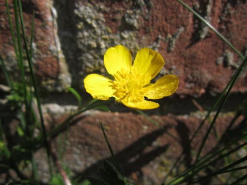 buttercup wallflower blossom