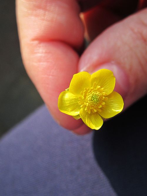 buttercup yellow flower macro