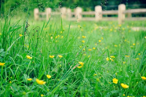 buttercup flower meadow