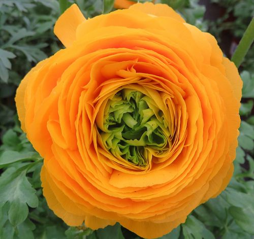 buttercup flower orange