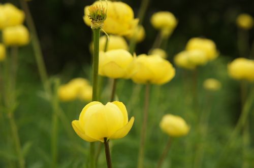 buttercup yellow nature