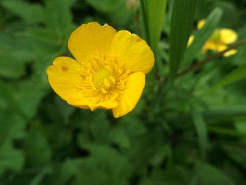 buttercup pointed flower flowers