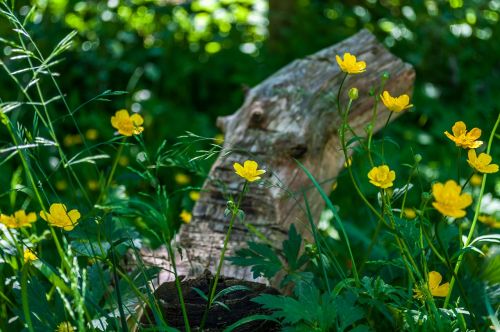 buttercup caltha palustris yellow