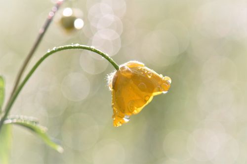 buttercup meadow grass