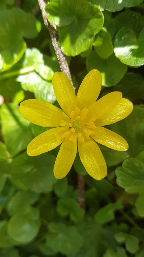 buttercup yellow bloom