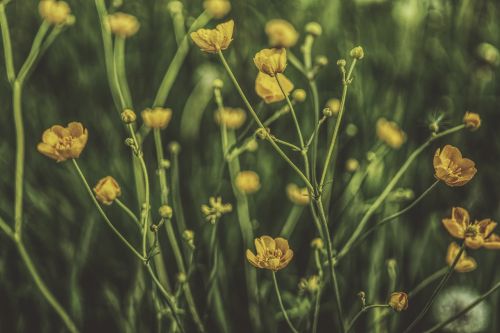 buttercup plant hahnenfußgewächs