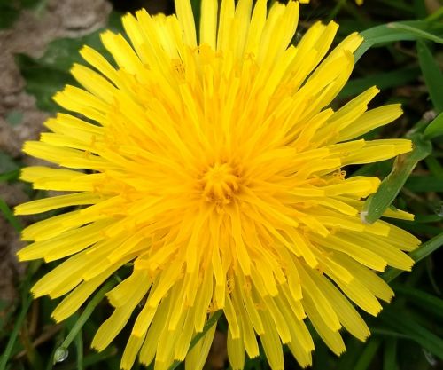 buttercup yellow flower