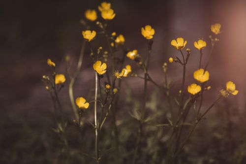 buttercup flowers hahnenfußgewächs