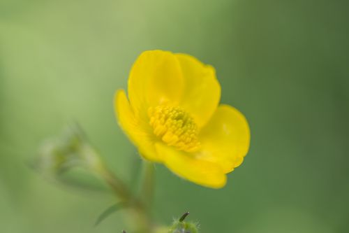 buttercup flower blossom