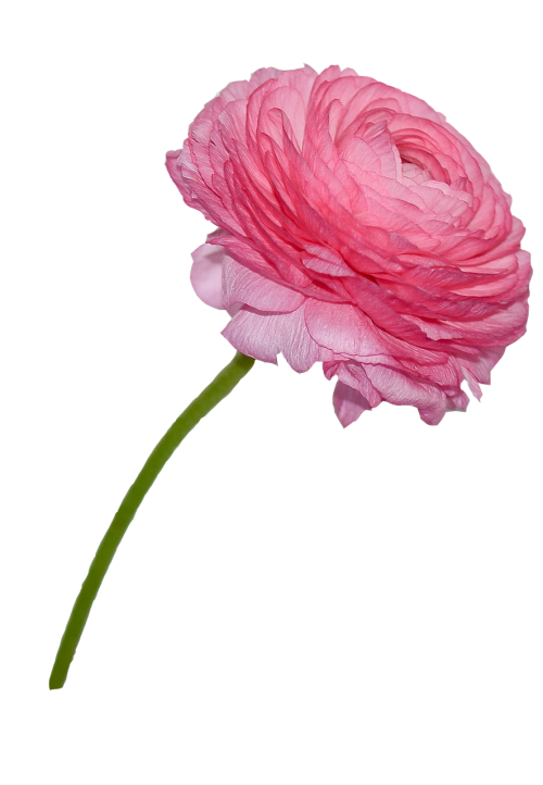 buttercup rosa flower
