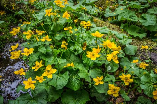 buttercup flora plant