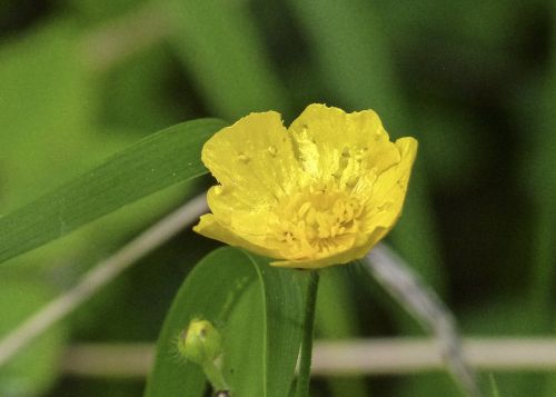 buttercup wild flower wild plant