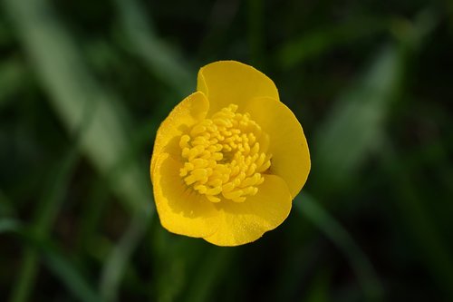 buttercup  yellow flower  flower head