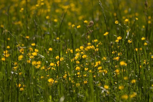 buttercup  ranunculus  field of flowers