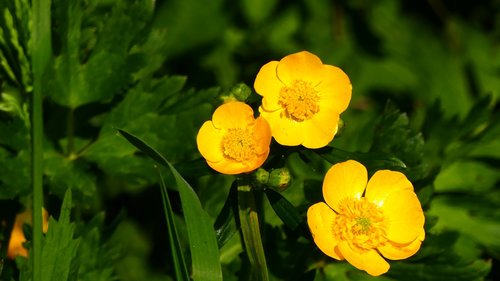 buttercup  plant  yellow