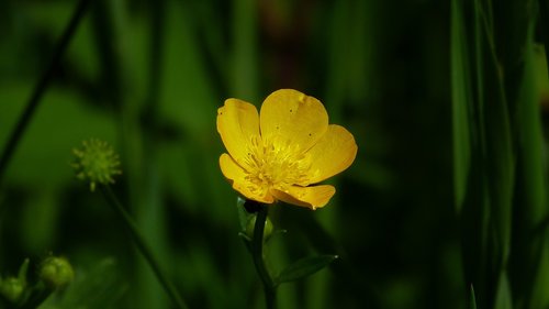 buttercup  yellow  summer