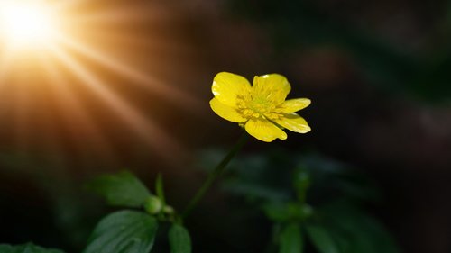 buttercup  flower  yellow