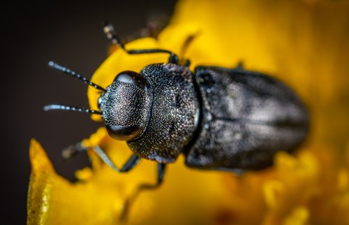 buttercup  beetle  yana