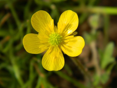 buttercup sharp buttercup yellow flower