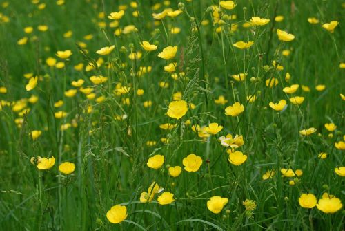 buttercup ranunculus meadow