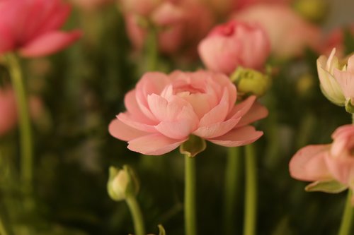 buttercup  flower  pink