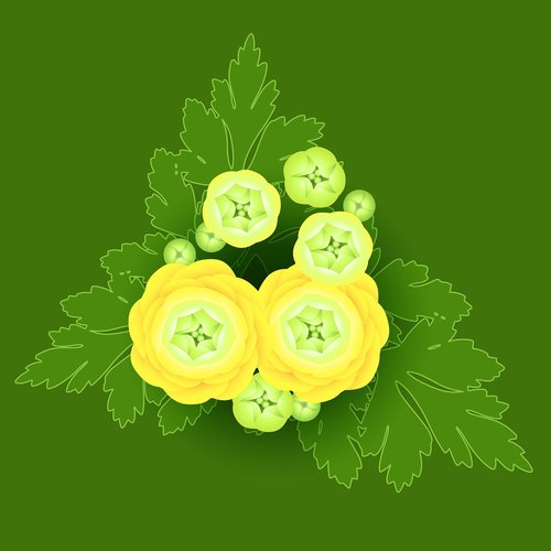 buttercup  ranunculus  globe flower