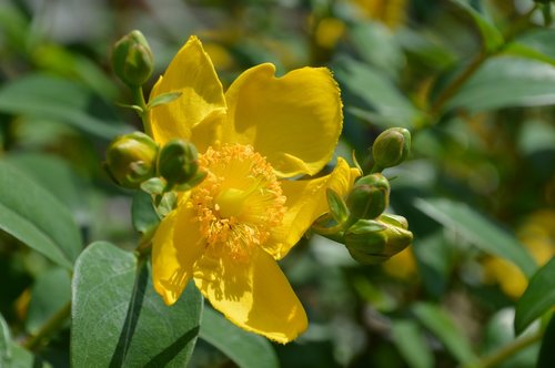 buttercup  flower  yellow