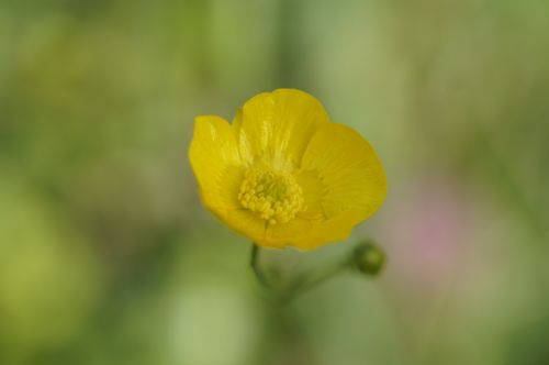 buttercup blossom bloom