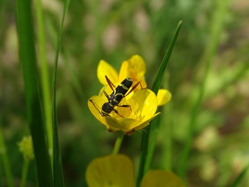 buttercup  flower  garden