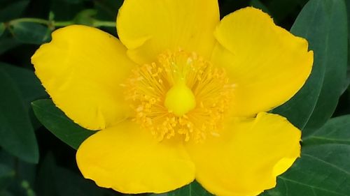 buttercup yellow flower