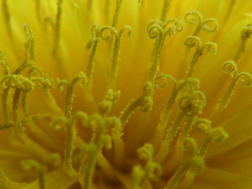 buttercup dandelion yellow
