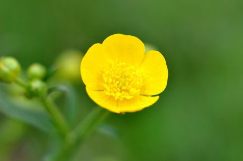 buttercup plant weed