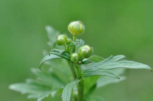 buttercup plant poisonous plant