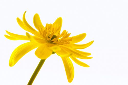 buttercup flora flower